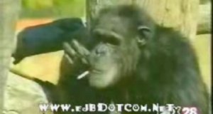 Palący szympans