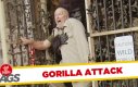 Atak dzikiego goryla - Ukryta kamera