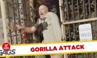Atak dzikiego goryla - Ukryta kamera