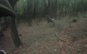 Przejażdżka motorem po lesie