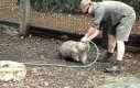 Wombat chce się pobawić
