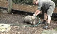 Wombat chce się pobawić