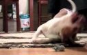 Pies eksploduje radością w czasie zabawy z myszą