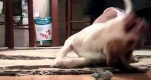Pies eksploduje radością w czasie zabawy z myszą