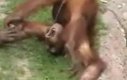 Szympans pije swój mocz