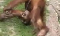 Szympans pije swój mocz