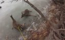Trzy jelenie na zamarzniętym jeziorze