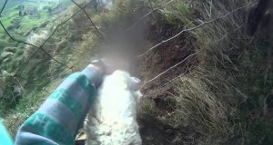 Ratowanie owcy uwięzionej w siatce
