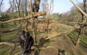 Szympans eliminuje drona