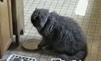 Głodny kot