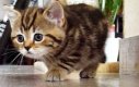 Skradający się kotek - trzyma w napięciu!