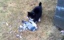 Kot upolował gołębia?