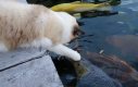Kot odwiedza rybki