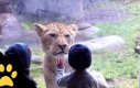 Dzieci odwiedzają Zoo