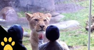 Dzieci odwiedzają Zoo