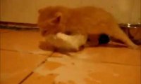Kotek, który uwielbia mleko