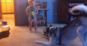 Dyskusja dziecka i psa Husky