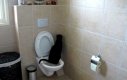 Kot na toalecie