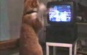Kot ekscytuje się walką bokserską