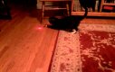 Kot z laserem na głowie