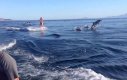 Surfing z delfinami
