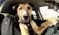 Poznajcie Portera - Psa, który jeździ samochodem