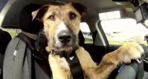 Poznajcie Portera - Psa, który jeździ samochodem