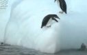 Pingwiny na śliskiej górce