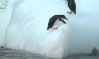 Pingwiny na śliskiej górce