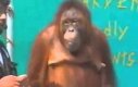 Orangutan - Niesamowity występ