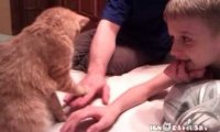 Kot i ręce