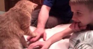 Kot i ręce