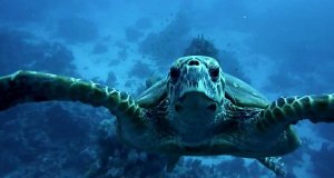 Wojowniczy żółw wodny