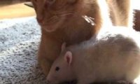 Kot i szczury