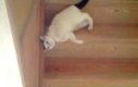 Kot schodzi ze schodów