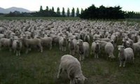 Owce protestują!