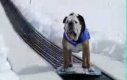 Pies na snowboardzie