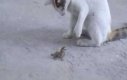 Jaszczurka vs kot