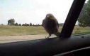 Odważny ptak