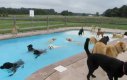 Psia balanga na basenie