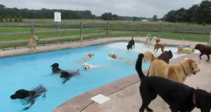 Psia balanga na basenie