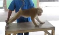 Małpa robi pompki i brzuszki