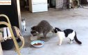 Szop podkrada jedzenie kotom