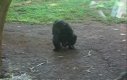 Szympans zabawia się z żabą