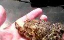 Trzygłowa żaba