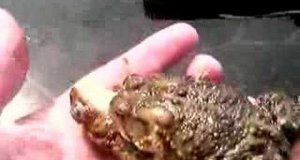 Trzygłowa żaba