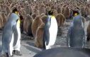 Walka pingwinów