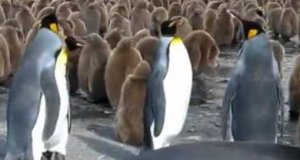 Walka pingwinów