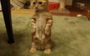 Kotek na łapkach