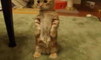 Kotek na łapkach